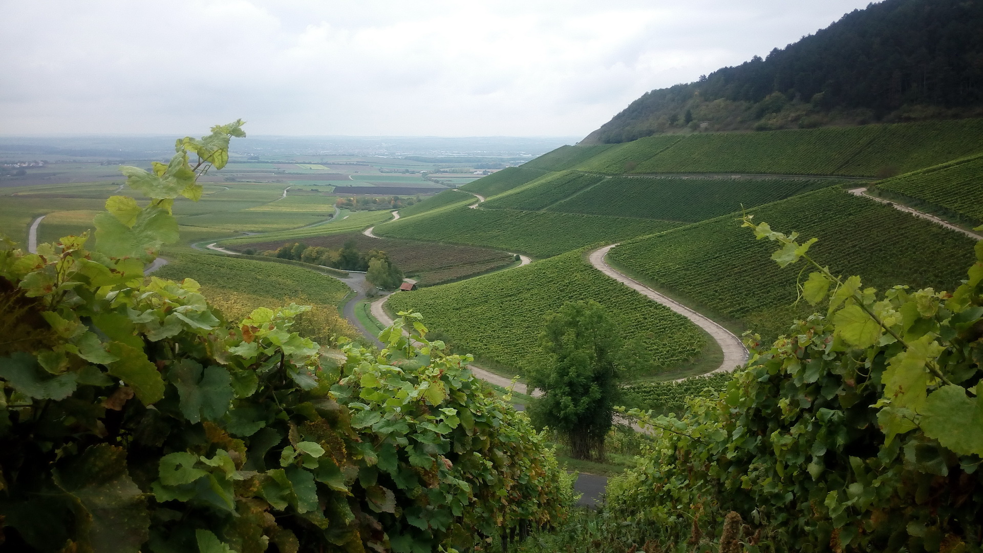 Iphofen Blick vom Weinberg